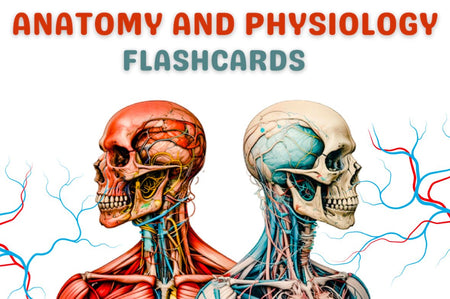 Anatomy and Physiology Flash cards - Digital Product Store