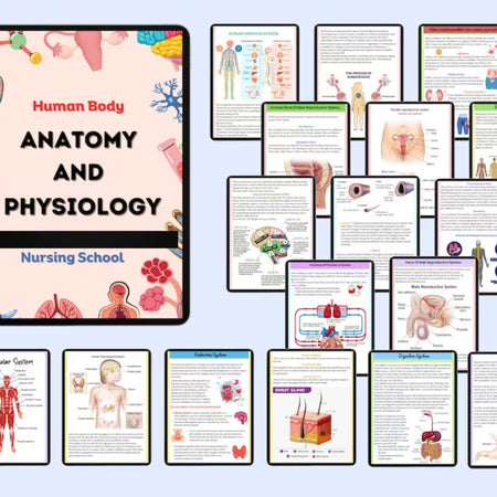 Anatomy and Physiology - Digital Product Store
